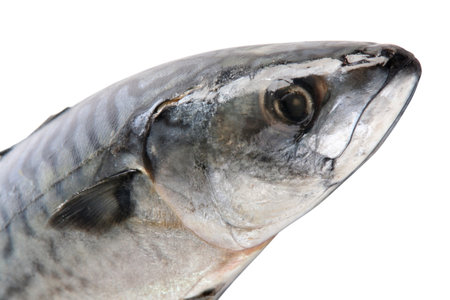 Part of mackerel detail isolated on white backgroundの写真素材