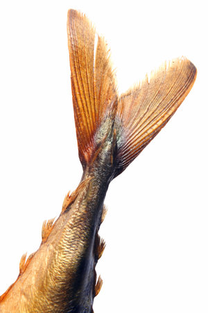 Part of mackerel detail isolated on white backgroundの写真素材