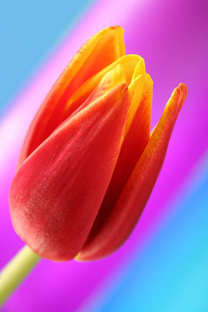 Red tulip flower detail on abstract backgroundの写真素材