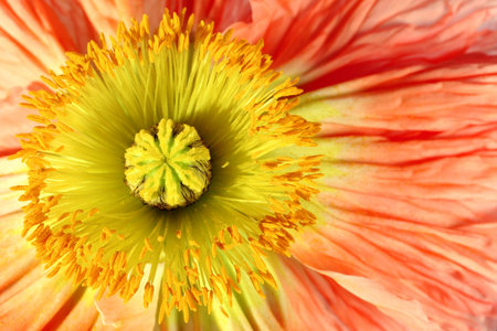 Exotic flower detail and isolated on white backgroundの写真素材