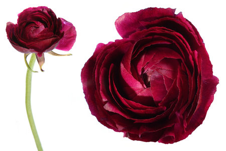 Exotic flower detail and isolated on white backgroundの写真素材