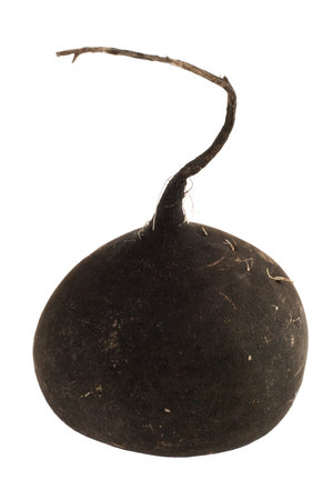 Balck radish vegetable isolated on white backgroundの写真素材