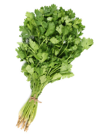 Fresh bunch coriander leaf spice on white