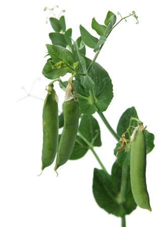 Peas green branch with leaf on white