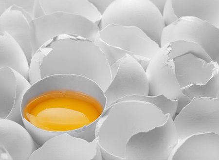 One yelk in white broken chicken egg shellの写真素材