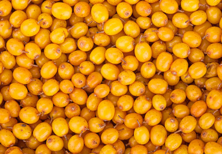 Buckthorn yellow berry closeup view backgroundの写真素材