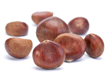 Brown chestnut nut closeup isolated on white backgroundの写真素材