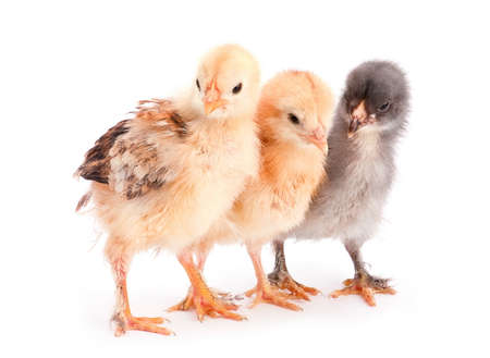 Group baby chicken isolated on white backgroundの写真素材