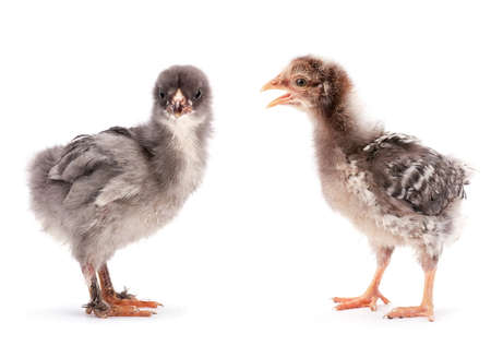 Two baby chicken on white backgroundの写真素材