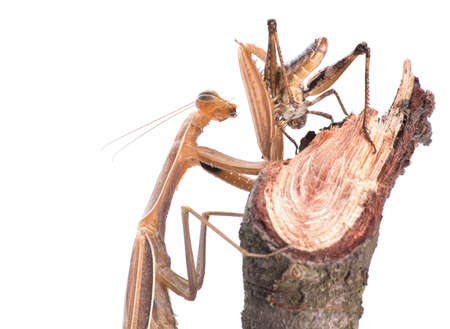 Brown mantis insects hunt on grasshopper