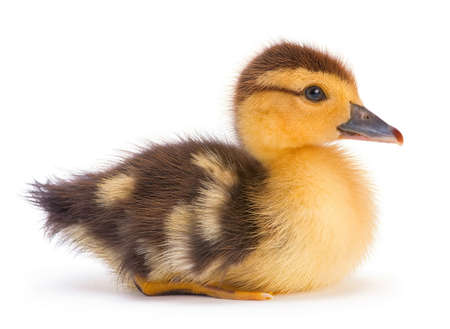 Brown duckling closeup on white backgroundの写真素材