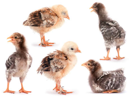 Collection baby chicken on white backgroundの写真素材