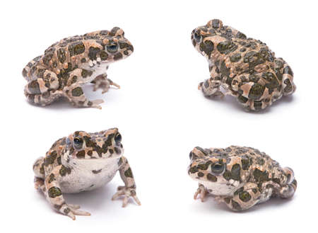Baby toad cloesup set isolated on whiteの写真素材
