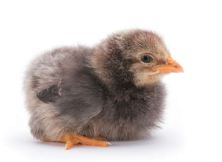 Baby chicken closeup isolated on white backgroundの写真素材