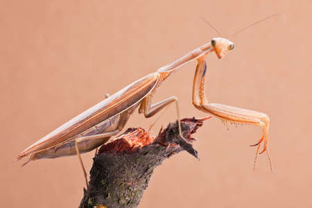 Brown mantis insects closeup on branchの写真素材