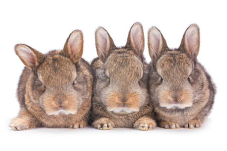 Three baby rabbit farm animal closeup on white backgroundの写真素材