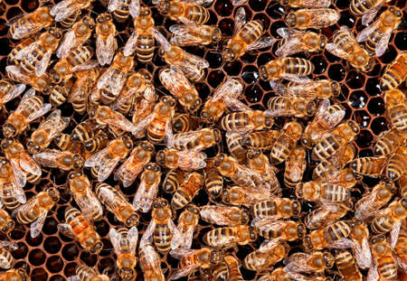 Insects bee working on honeycomb closeup view