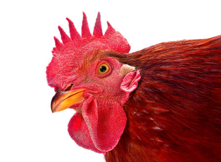 Red rooster closeup farm bird on white