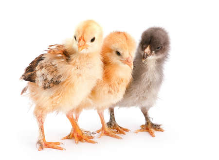 Baby chicken closeup isolated on white background