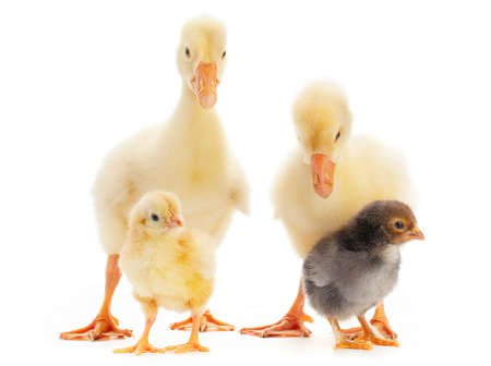Young goose and baby chicken isolated on whiteの写真素材