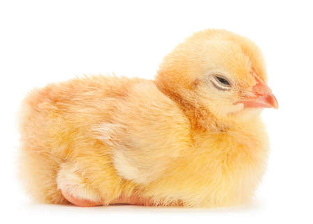 Newborn chicken isolated on whiteの写真素材
