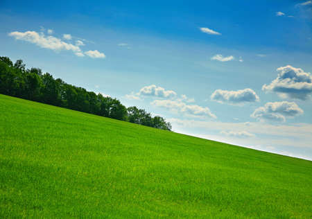 Green herb lanscape with sky 