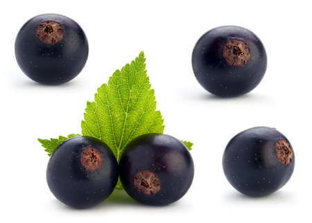 Black currant berry set isolated on whiteの写真素材