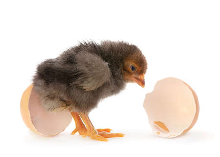 Baby chicken with egg shell on white