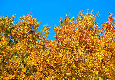 Oak branch in blue sky autumn