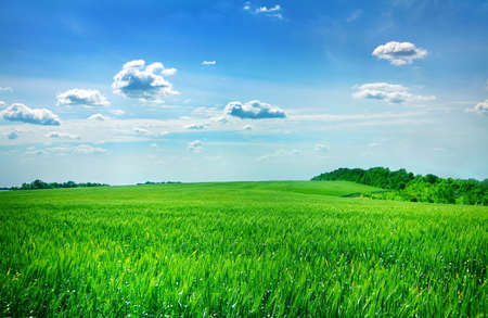 Young green wheat field with sky
