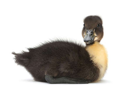 Newborn black duck isolated on whiteの写真素材
