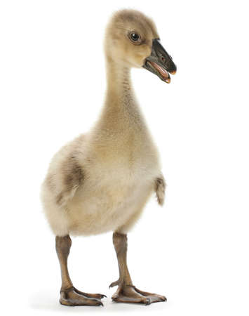 Young goose isolated on whiteの写真素材