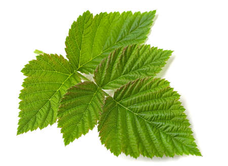 Raspberry fruit leaf closeup isolated on white