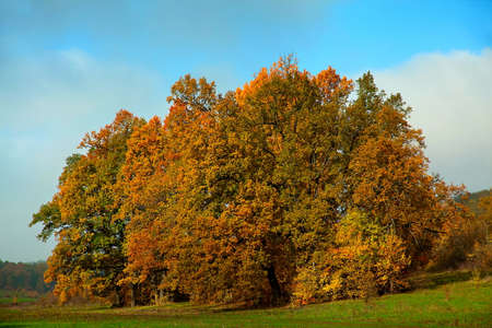 Oak tree landscape background