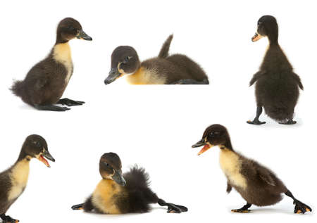 Black duck collection isolated on whiteの写真素材