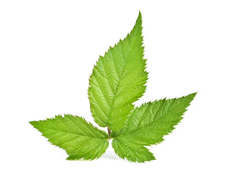 Blackberry fresh leaf isolated on white