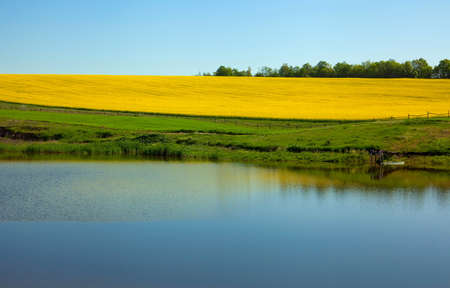 Pond and rape field rural landscape