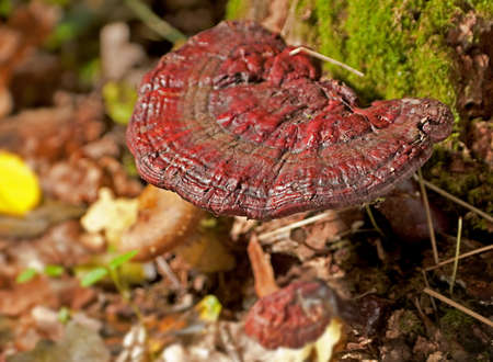Bracket fungus closeup in autumn forest