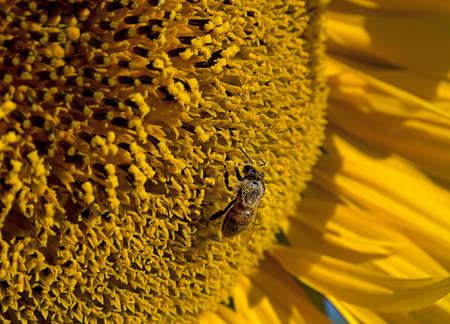 Sunflower flower closeup with insect bee