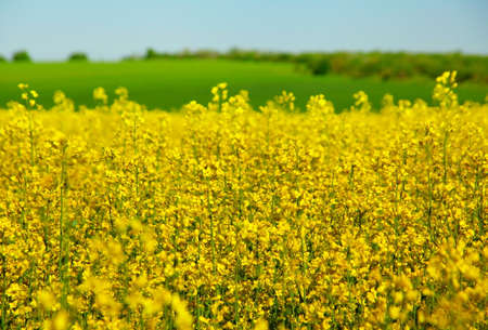 Blossom yellow rape plant field 