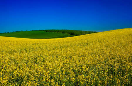 Blossom yellow rape plant field 