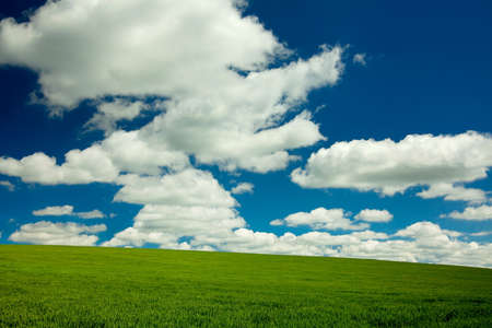 Green wheat field with clouds