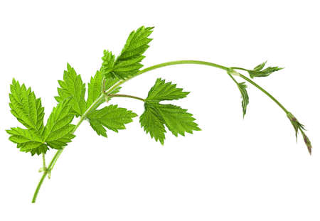 Hop leaf closeup isolated on white