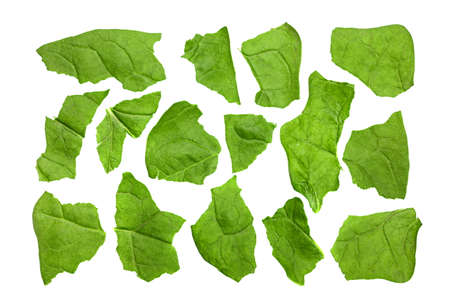 Ragged spinach herb  isolated on whiteの写真素材