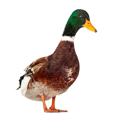 Wild duck bird isolated on white backgroundの写真素材