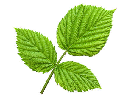 Raspberry leaf isolated on whiteの写真素材