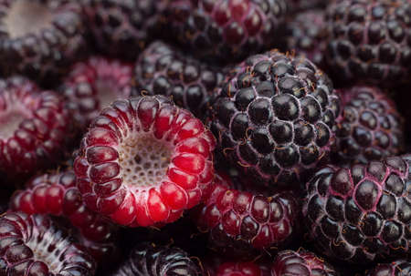 Black raspberry Cumberland closeup backgroundの写真素材