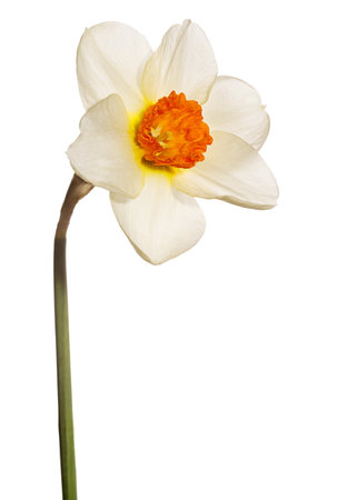 Narcissus flower head isolated on whiteの写真素材