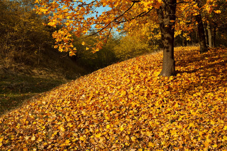 Autumn forest yellow maple leaf background
