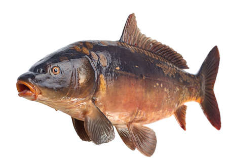 Mirror carp river fish isolated on white